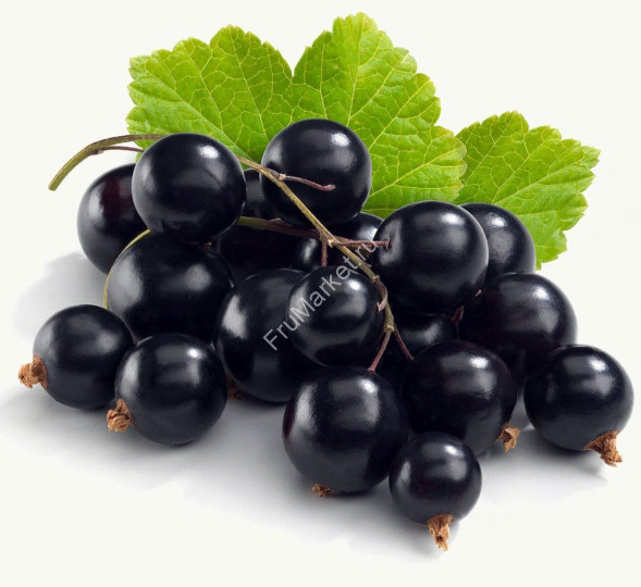 Черная смородина