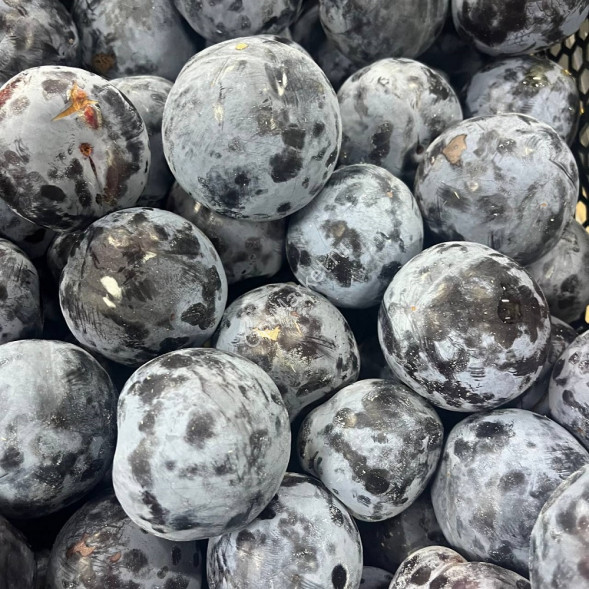 Слива Анжелина Дагестан