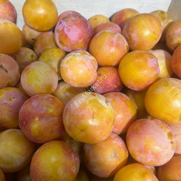 Слива Желтая Дагестан