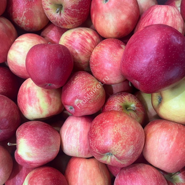 Яблоки Медовый хруст Россия