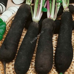 Редька Дайкон черная