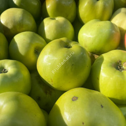 Яблоки Антоновка Россия