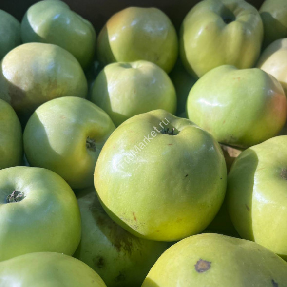 Яблоки Антоновка Россия