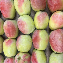 Яблоки Синап Крым