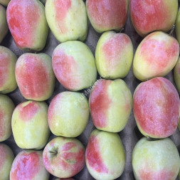 Яблоки Синап Крым