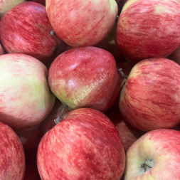 Яблоки Штрифель