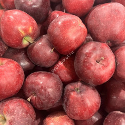 Яблоки Ред Россия