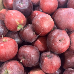 Яблоки Ред Россия