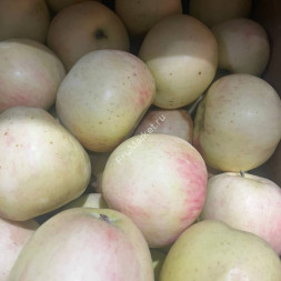 Яблоки Вишневка