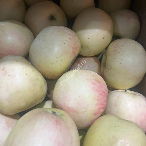 Яблоки Вишневка