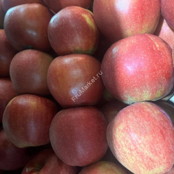 Яблоки Чемпион Россия