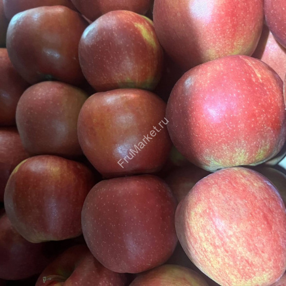 Яблоки Чемпион Россия