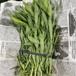 Тархун (Эстрагон) трава