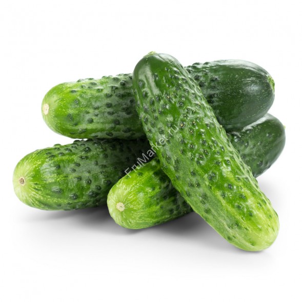 Огурцы Маша F1 свежие