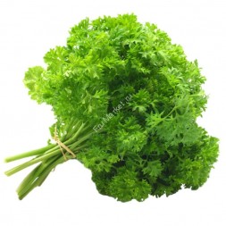 Петрушка кудрявая