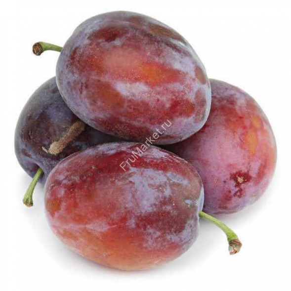 Слива Красная Венгерка