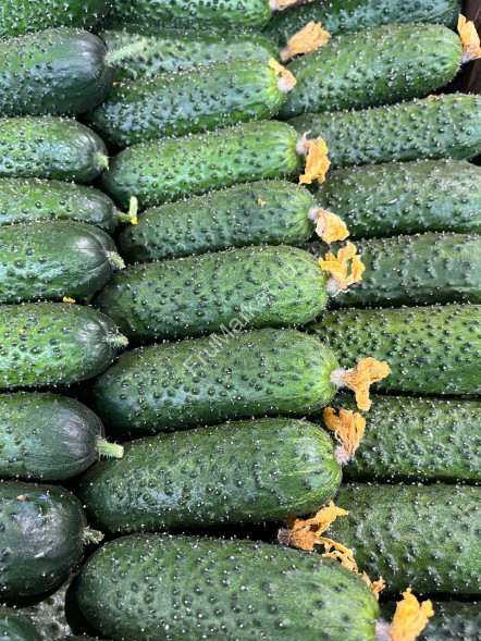 Огурцы Корнишоны