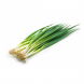 Лук зеленый