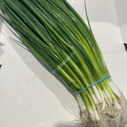 Лук зеленый