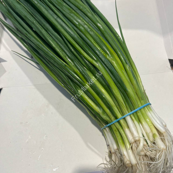 Лук зеленый