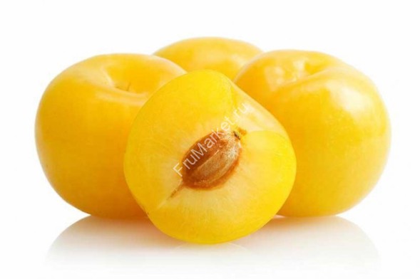 Слива Желтая