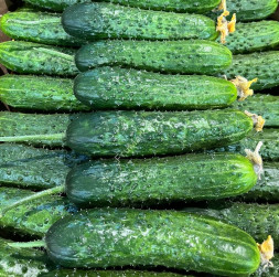 Огурцы Кураж