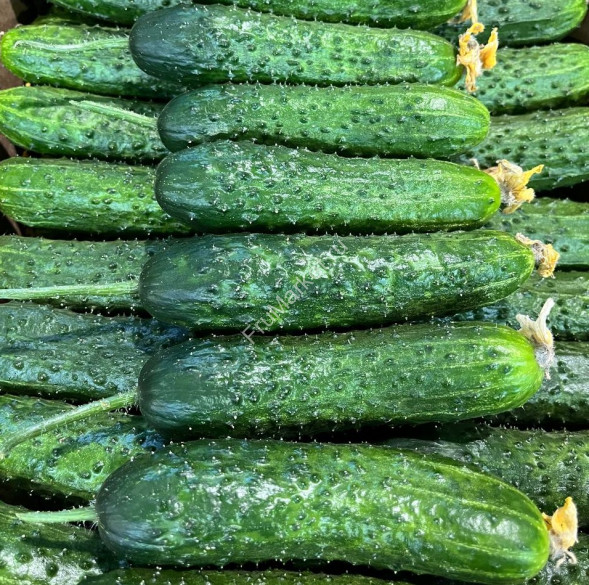 Огурцы Кураж