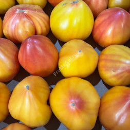 Помидоры Мадрид Беларусь