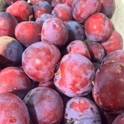 Слива красная Армения