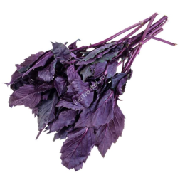 Базилик красный