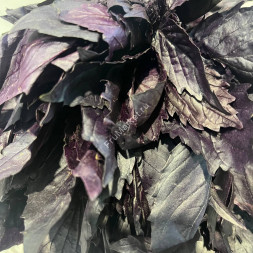 Базилик красный