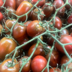 Помидоры Сливки Россия