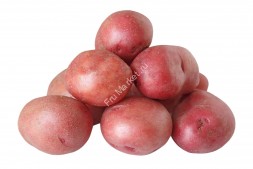 Картофель красный Россия