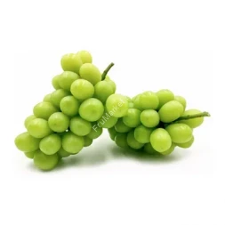 Крупный зеленый виноград Шайн Мускат без косточек