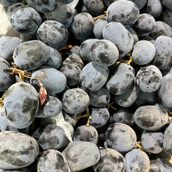 Черный виноград Мерседес Премиум Узбекистан