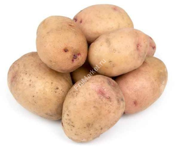 Картофель Синеглазка