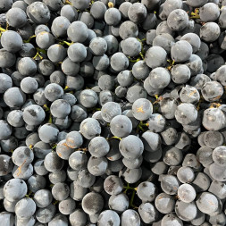 Виноград Виноград Изабелла Молдавия