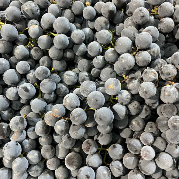 Виноград Виноград Изабелла Молдавия