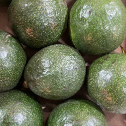 Авокадо Израиль