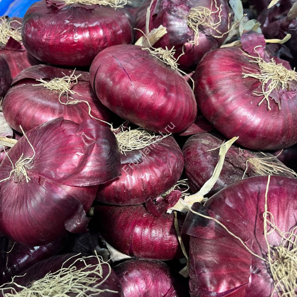 Красный Крымский (Ялтинский) лук