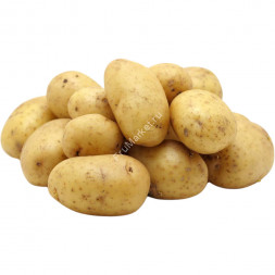 Картофель Гала белый
