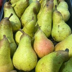 Груши Аббат Азербайджан
