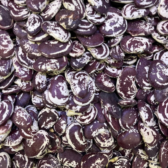 Фасоль крупная Узбекистан