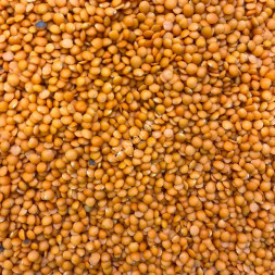 Чечевица красная Узбекистан