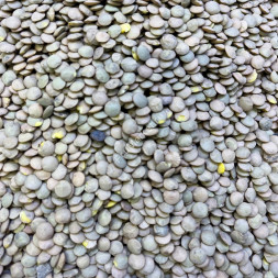 Чечевица Узбекистан