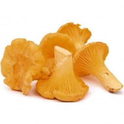 Лисички свежие