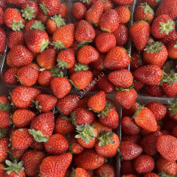 Свежая клубника