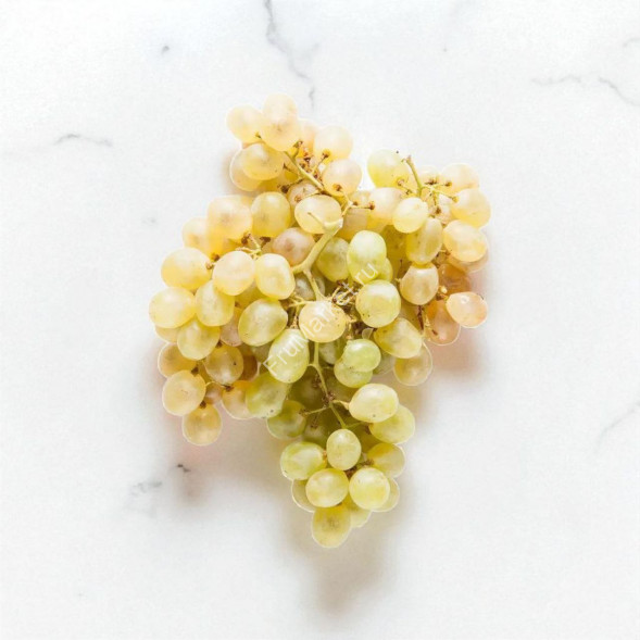 Виноград Узбекистан