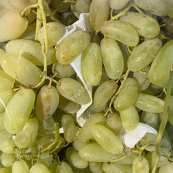 Виноград Дамские пальчики Узбекистан