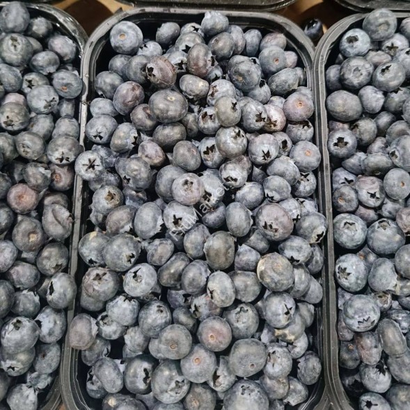 Отборная голубика